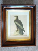 Audobon "Bird of Washington" Golden Eagle