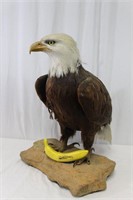 Faux American Bald Eagle Taxidermy