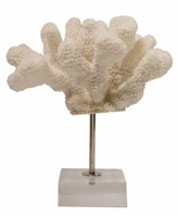 CAT'S PAW CORAL SPECIMEN ON CLEAR ACRYLIC BASE