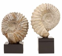 (2) GEOLOGICAL AMMONITE SPECIMENTS ON MARBLE BASES