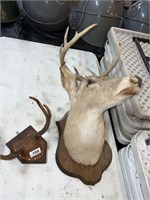 deer head mount and antlers