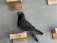 4 Serbian Highflyer Pigeons - Assorted