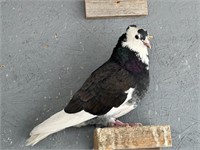 5 Serbian Highflyer Pigeons - Assorted