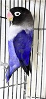 Fischers Lovebird Violet - Unsexed Adult