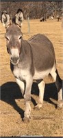 Standard Grey Donkey Jenny