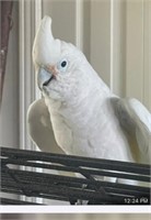 Goffin Cockatoo Male