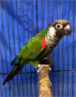3 Grey Breasted Conures