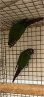 Pair Maroon Tailed Conures
