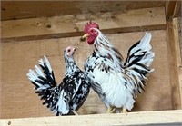 Pair Serama Bantam