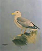 Lansdowne Sea Bird Print 1957 Framed under G