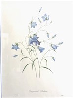 Pierre-Joseph Redoue Floral Botanical Print