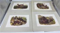 John James Audubon French-American artist Prints