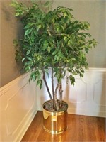 Indoor Tree