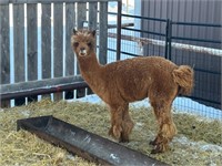 Female Alpaca - 3 Years - Read Description