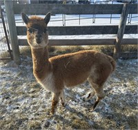 Female Alpaca - 7 Years - Read Description