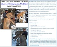1 Man, 5 Day Utah Mountain Lion Hunt