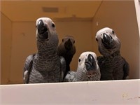 Baby AFRICAN GREY Parrot - Handfed