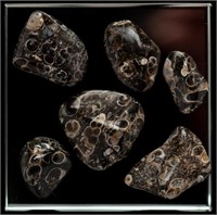 Turitella Fossiliferous Agates(6)