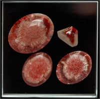 Red Agatized Horn Coral Cabochons (4)