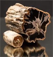 Petrified Wood Specimens Black & Brown/Grey (2)