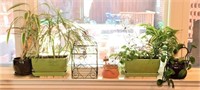 Collection of Live Plants in Ceramic Pots