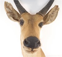 '67 Taxidermy Antelope Southern Reedbuck Real Horn