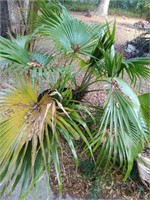 5 ft tall palm tree in planter live