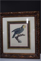 Framed Antique Style Parrot Print 22" x19 1/2"
