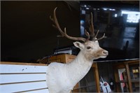 Rare White Fallow Deer Mount 6x18 Very Good Cond.