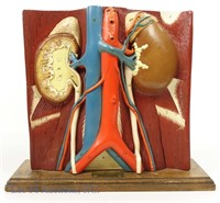 1937 Denoyer Geppert Kidney Model