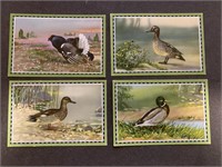 BIRDS: 20 x German Trade Cards (1936)