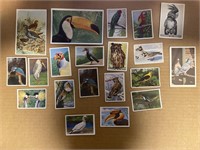 BIRDS: 25 x Antique German Tobacco Cards