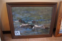 Framed Loon Picture