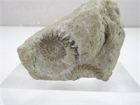 Nautilus Fossil