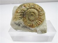 Nautilus/Orthosphinctes Fossil