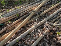 Bamboo Poles Approx 14ft.