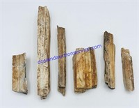 Lot of (6) Petrified Wood Pieces