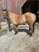 BOOGIE AQHA 7 YEAR OLD GELDING