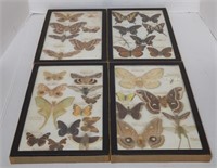 Vtg Fisher Exotic Various Species Of Butterflies &