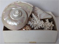 Seashells & Rocks All Kinds & Sizes