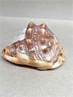 Italian carved camo on shell