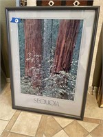 Framed Sequoia Poster