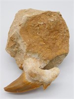 SHARK TOOTH IN MATRIX ROCK STONE LAPIDARY SPECIMEN