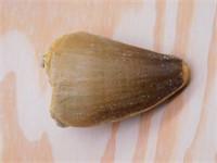 DINOSAURS TOOTH ROCK STONE LAPIDARY SPECIMEN