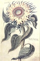 Botanical Print, Sunflower