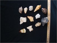 Variety of Beach Shells