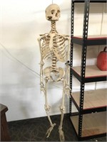 Full Size Vintage 1960’s Anatomical Skeleton -