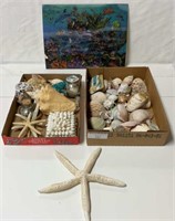 2 boxes of seashells & 3D underwater animal life