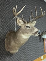 12 point Whitetail shoulder mount heavy rack
