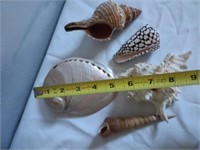 Murex Ramosus and Assorted Sea Shells